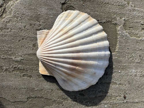 King sea scallop shell - king,