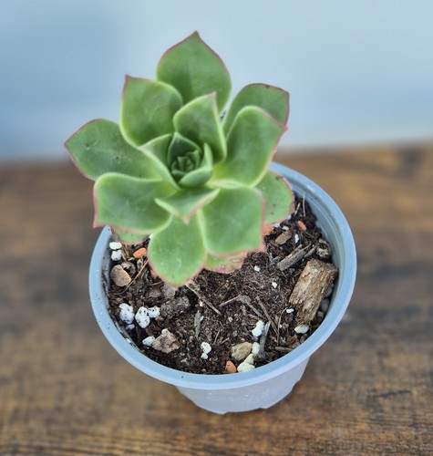 Aeonium haworthii red edge - red,