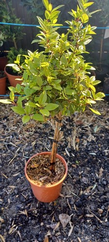 Viburnum lollipop great - viburnum,