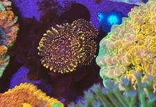 OG Dayglo Volcano High End Zoa