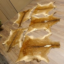 Dam Deer 5 Pieces Skins Deer Skin Rug Carpet Decor Length 100-116 Cm