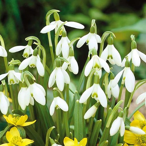 Galanthus nivalis common - galanthus,