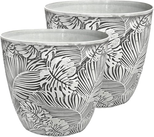 Montsera plant pots outdoor - montsera,