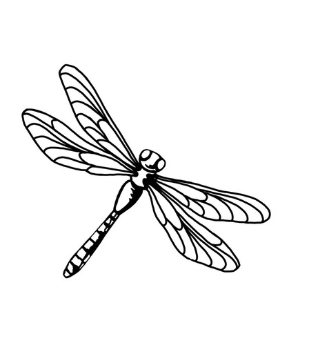 Dragonfly vinyl decal - dragonfly,