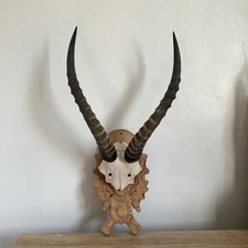 Taxidermy Horns Skull Antlers