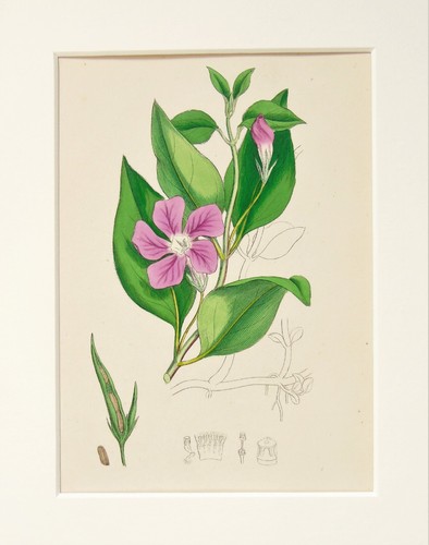Greater periwinkle sowerby - greater,