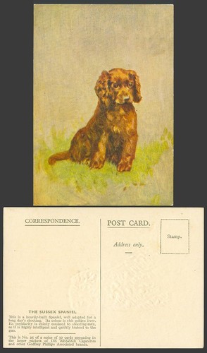 Sussex spaniel dog - sussex,