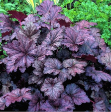 Heuchera amethyst mist x - amethyst,
