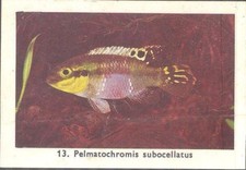 Rizla (NL) - Exotic Aquarium Fish, Series 1 - 13 - Ocellated Kribensis
