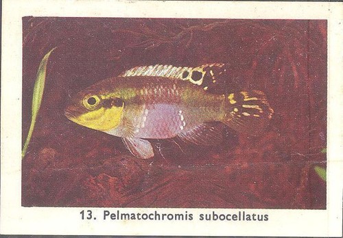 Rizla exotic aquarium - rizla,
