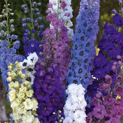 Delphinium pacific giants mix - pacific,