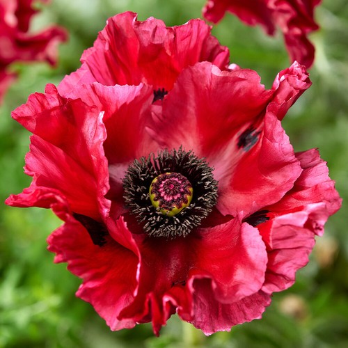 Perennial poppy plant - poppy, red