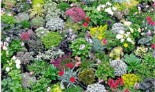 Alpine rockery plant plants - plant,