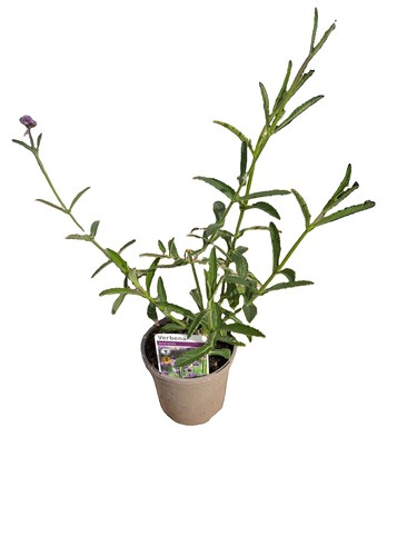 Verbena bonariensis tall - bonariensis,