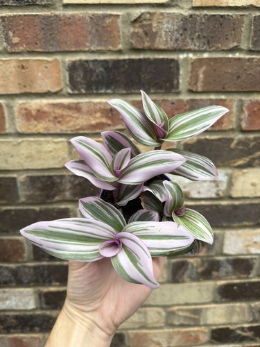 Large tradescantia nanouk - large, in