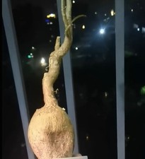 5.5cm Adenium obesum