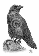 RAVEN pencil drawing art print