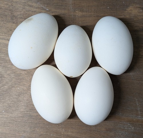 Domestic goose eggs empty - eggs, x5,