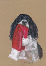 Springer Spaniel Dog Cute