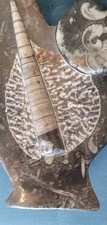 Natural Orthoceras and