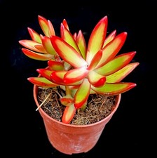 Sedum Adolphi Firestorm succulent houseplant in 5 cm pot