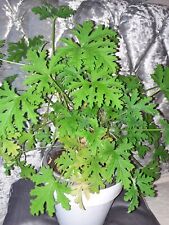 Geranium plant /Lemon geranium / pelargonium citronellum / Anginka /