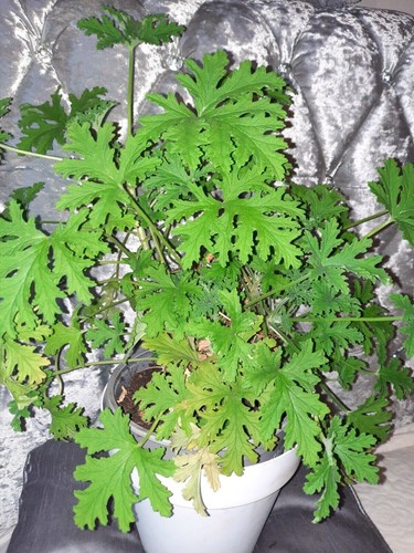 Geranium plant lemon - geranium, /lemon