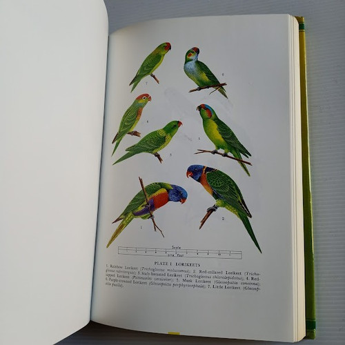Australian parrots field - parrots,