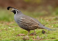 6 x Pure California Quail Eggs