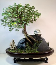 Chinese Elm Over a Rocks