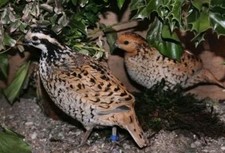 12 Mexican Speckled Bobwhite