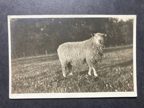 Sheep field cumberland - a, in
