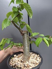 Very chunky hornbeam bonsai - chunky,