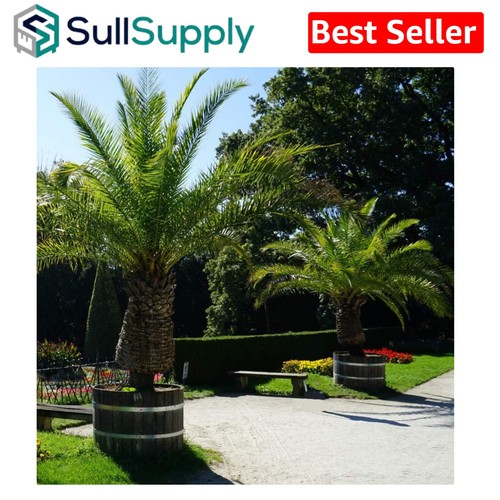 Drought tolerant phoenix - drought, palm