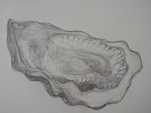 Oyster shell pencil drawing