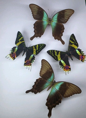 Real butterfly moth collection - real,