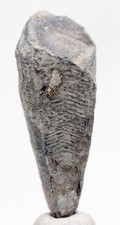 CONULARIID Fossil Specimen