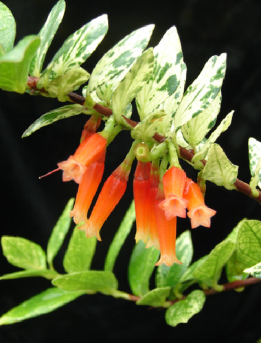 Macleania insignis pied - macleania,