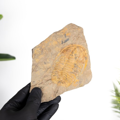 Rare acadoparadoxides - rare,