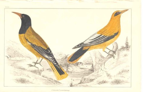 Original old antique print - old,