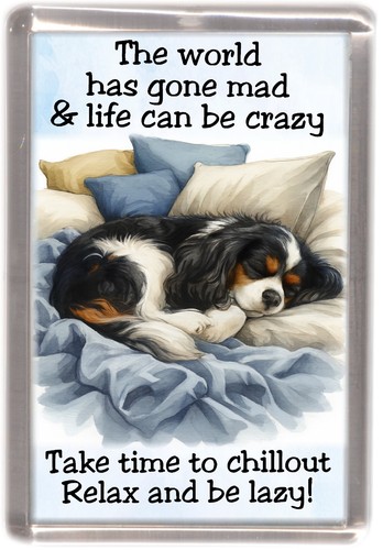 Cavalier king charles spaniel - king,