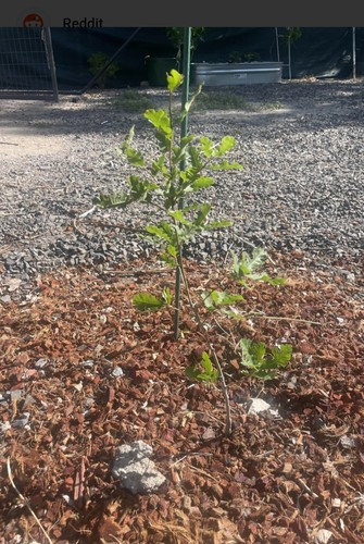 Oak tree saplings buy one - oak,