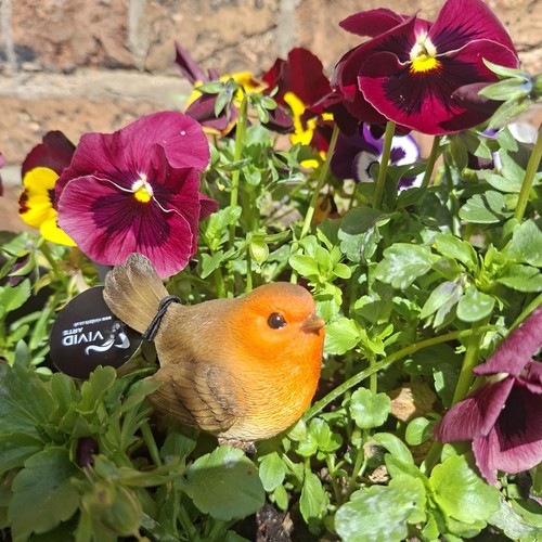 Robin bird plant pal - bird,