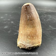 Genuine mosasaur tooth fossil - dinosaur/reptile - morocco, cretaceous