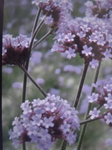 Verbena plug plants - verbena,