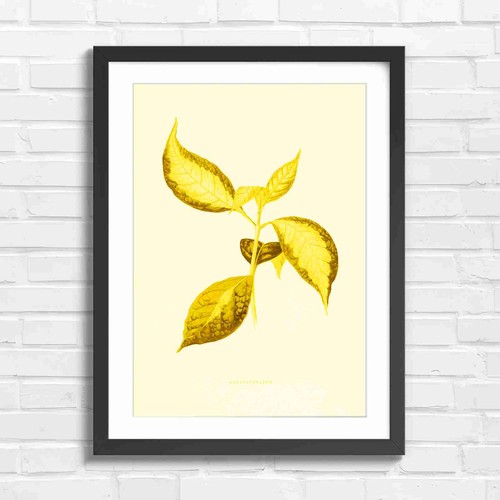 Botanical graptophyllum green - botanical,