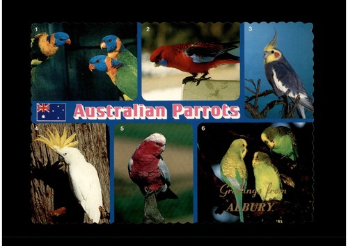 Postcard birds australian - -,