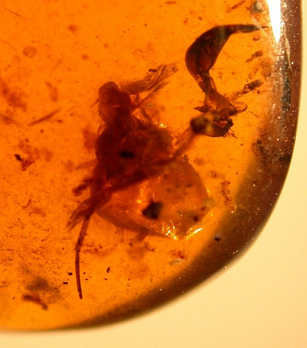 Cretaceous scorpion claw with - scorpion,