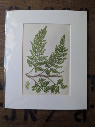 Antique 1870s anne pratt - anne,