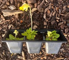 3 x Plug Plants COMMON COWSLIP